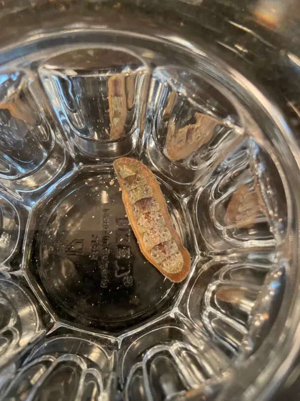 Chiton In This Glass Creates The Bandage Illusion