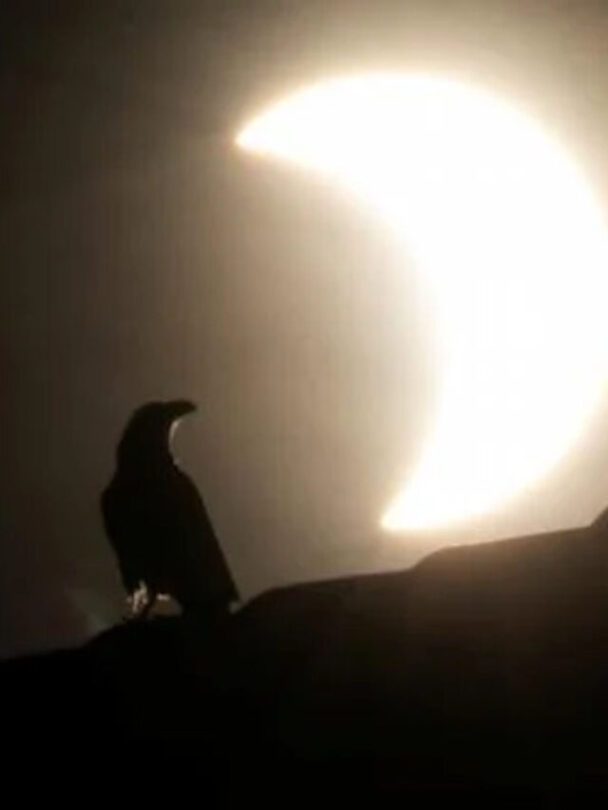 Animal Behaviour During Eclipse