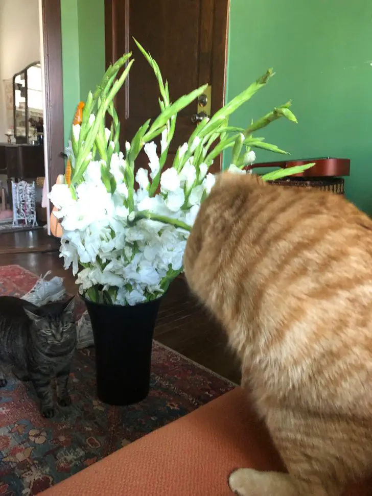 Illusion Of A Cat Where Flowers Appears To Be Cat's Head