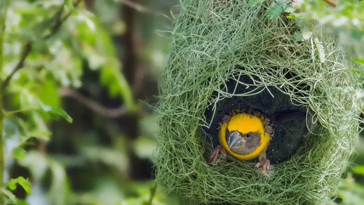 nest in which a yellow bird is
