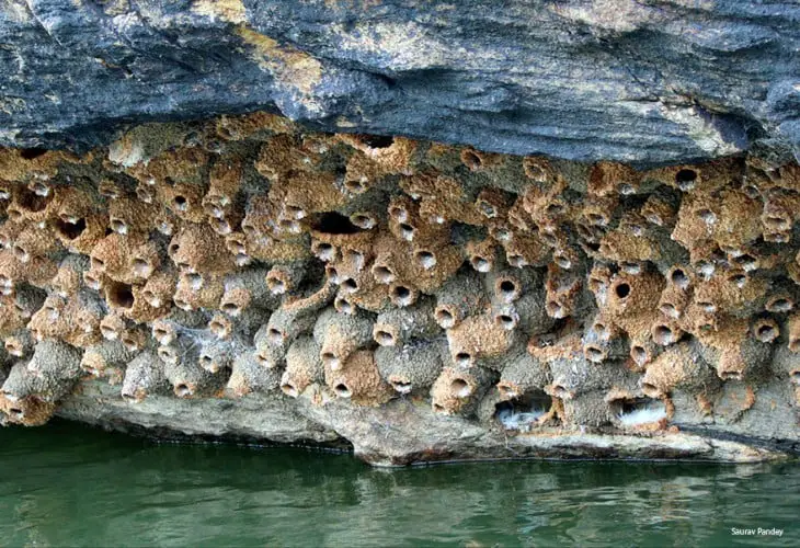 nests formed under a rock