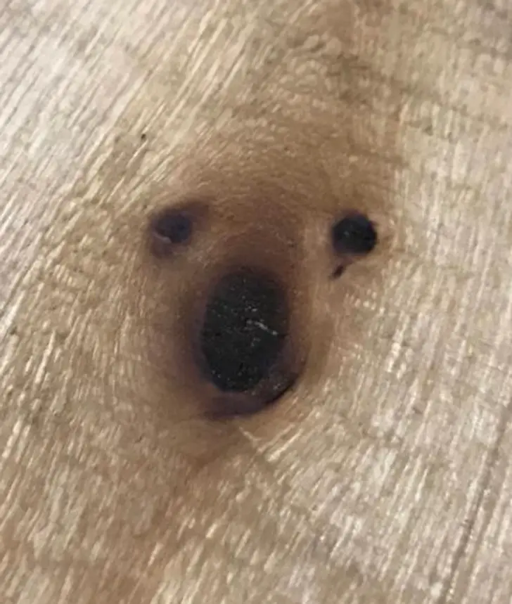 Optical Illusion Of A Piece Of Wood In Which You Can See The Face Of A Bear