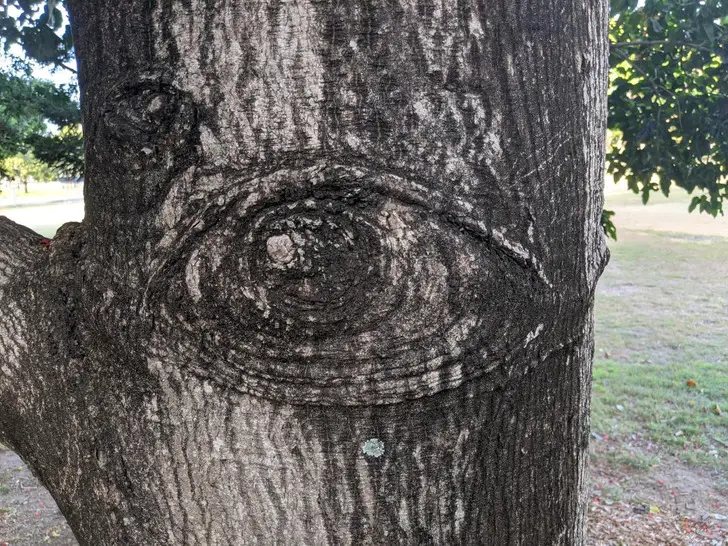 Optical Illusion Of An Eye On A Tree