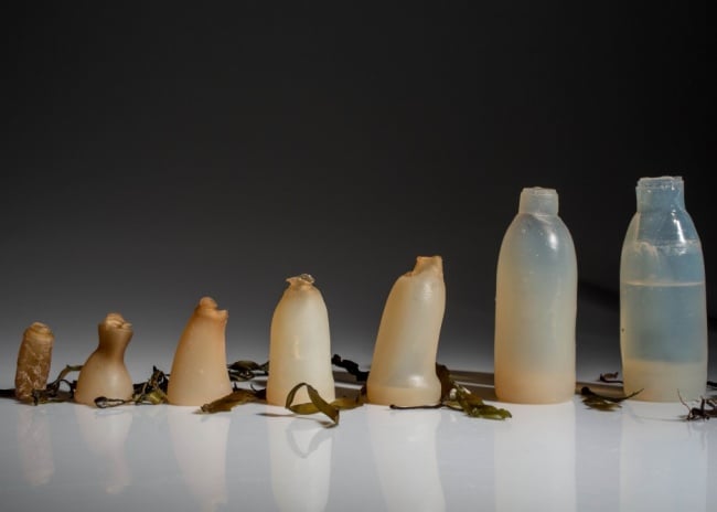 seaweed bottles