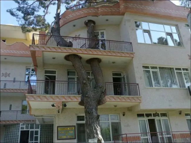 Homes built around trees
