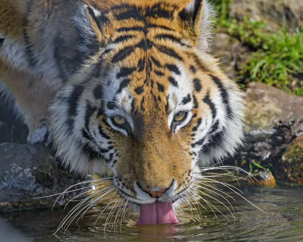 A Tiger's Tongue