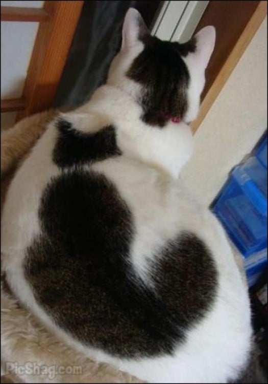 A cat with a spot in the shape of a cat