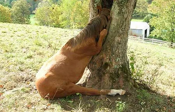 Animal stuck in a tree (9)