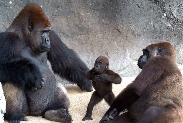 Baby Gorilla & Parents
