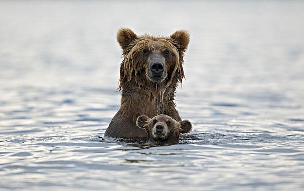 Bears in the water