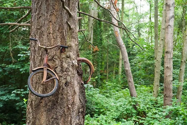 Bike embedded in a tree