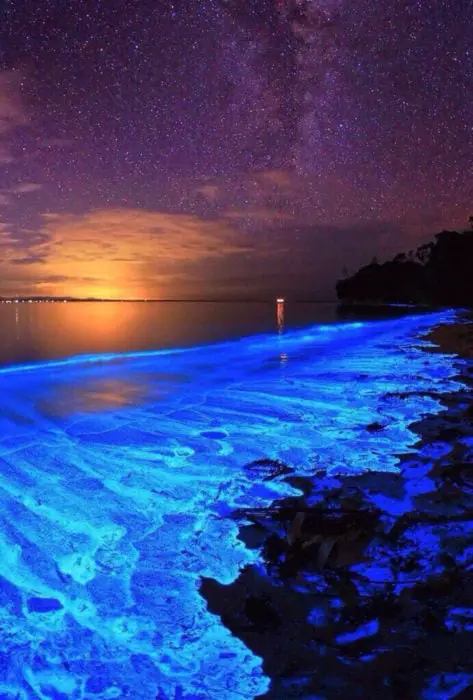 Bioluminescent beach