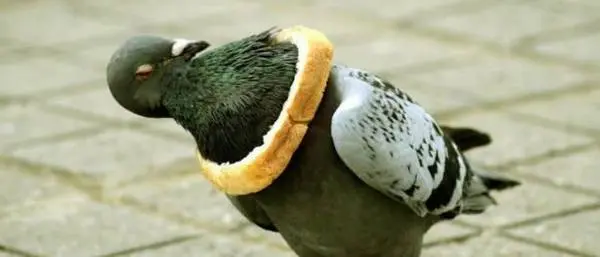 Bird Breaded neck (6)