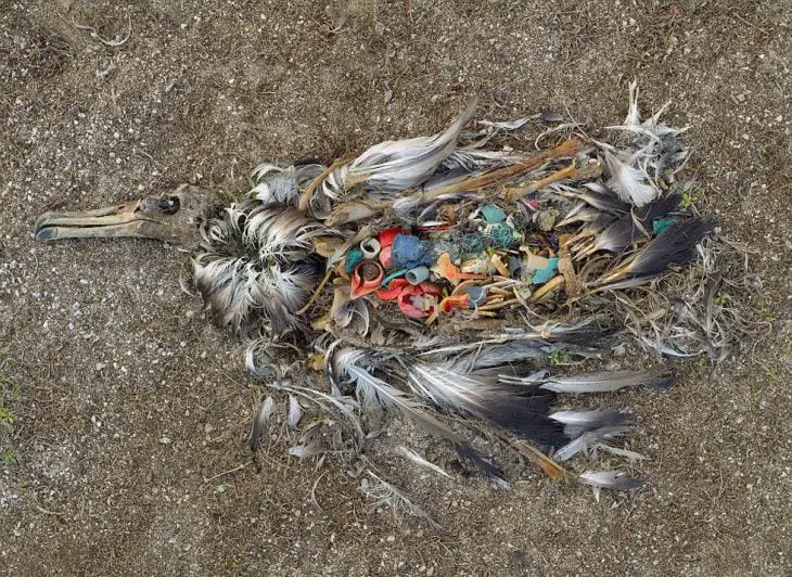 Birds in the Pacific die from ingesting plastic