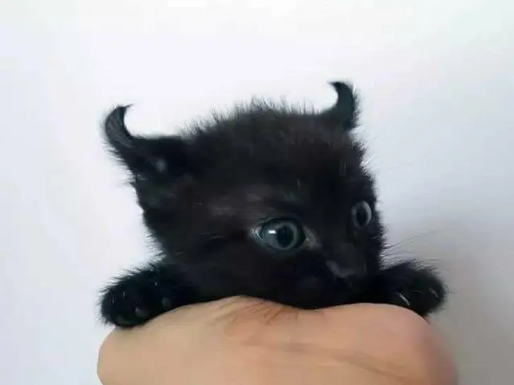 Black Horned Kitten