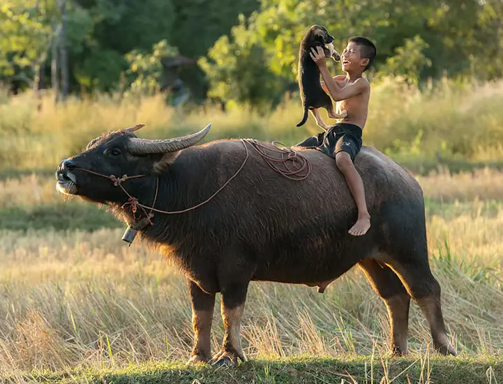 Boy on top of an ox