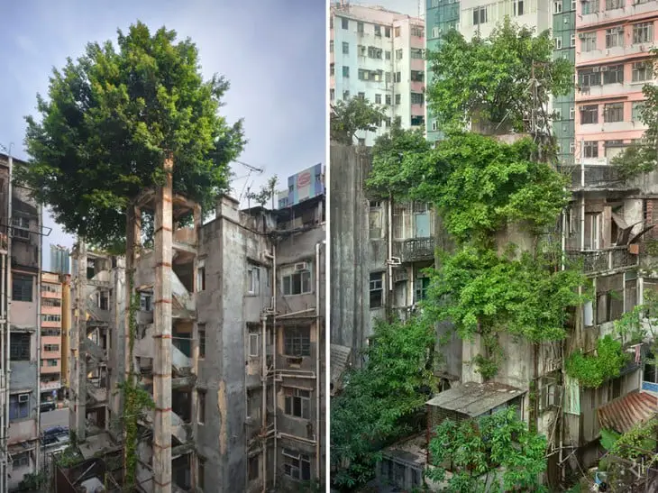 Buildings eaten by vegetation