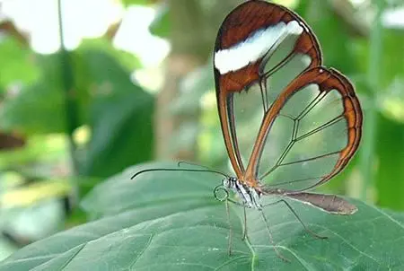 Butterfly Wings 