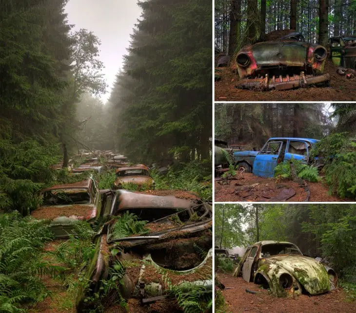 Cars in an abandoned forest