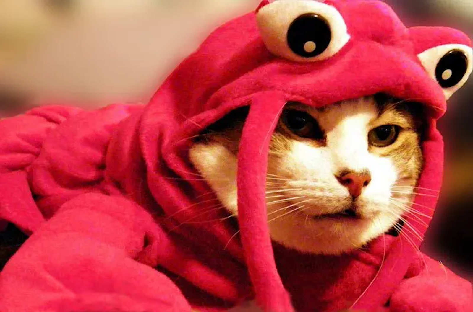 Cat Crab Costume