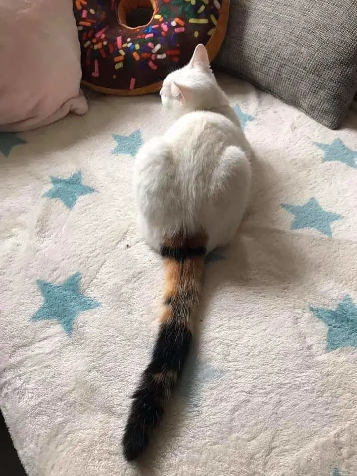 Cat Painted Tail