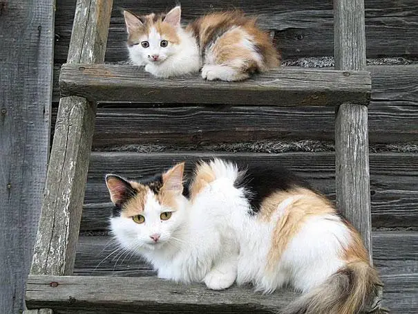 Cat on the stairs