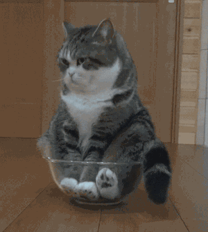 Cat sitting in a bowl