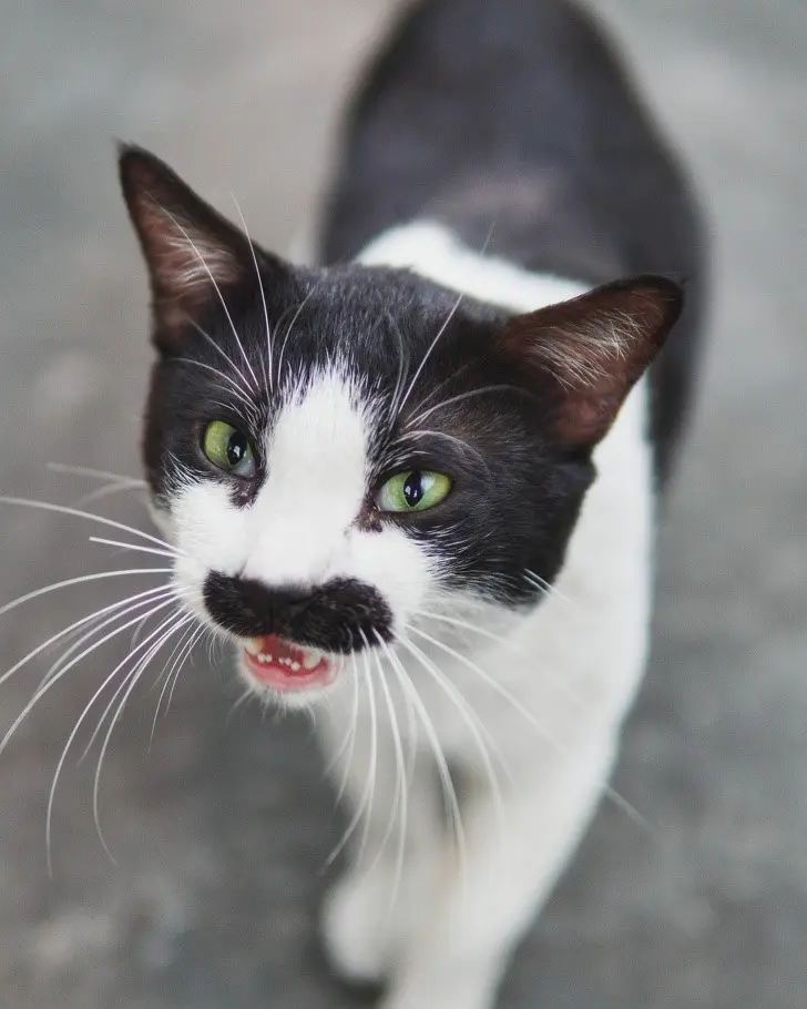 Cat with a mustache