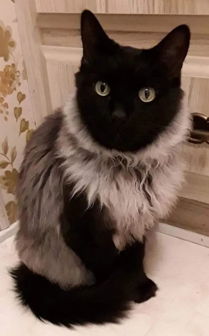 Cat with fur and coat