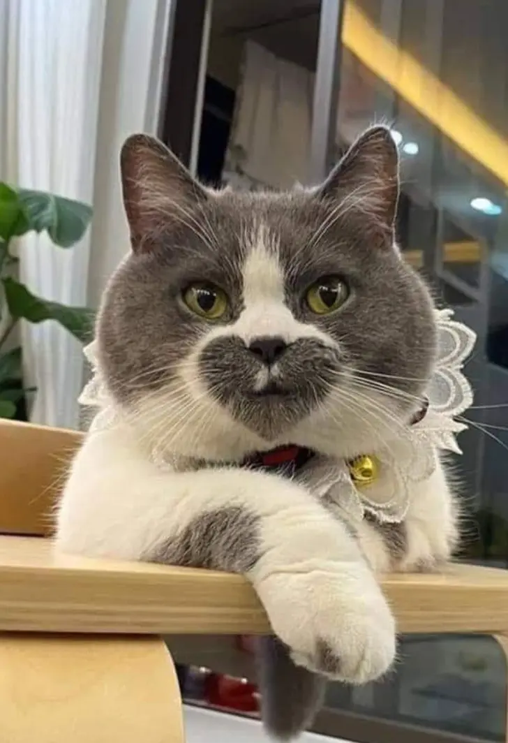 Cat with heart on its face