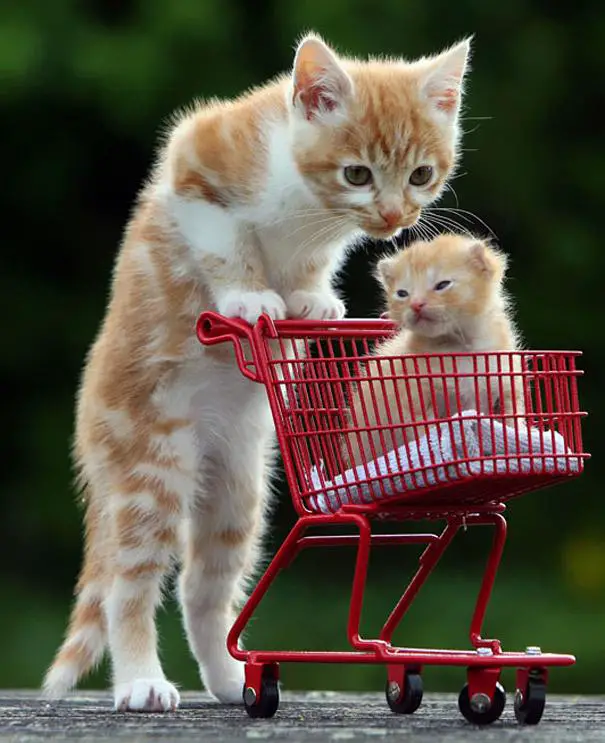 Cat with supermarket trolley