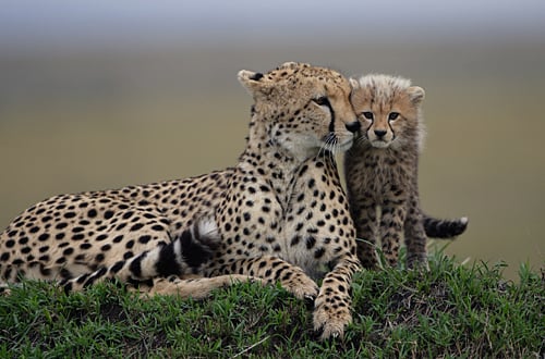 Cheetah and her baby