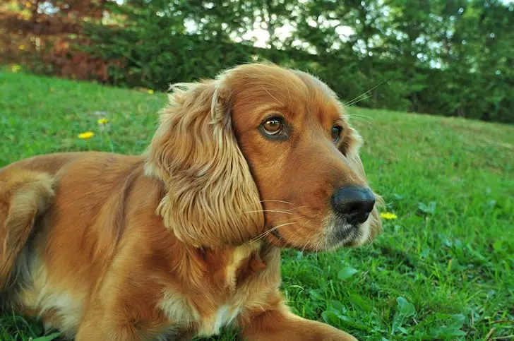 Cocker Spaniel