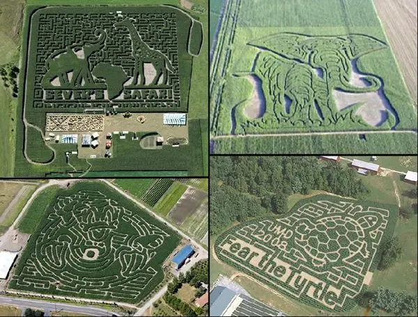 Corn Labyrinth (1)