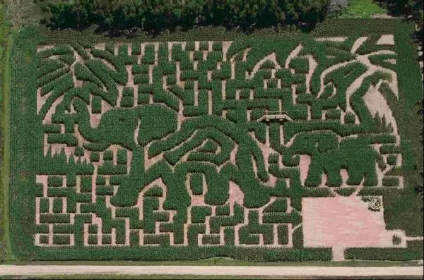 Corn Labyrinth (19)