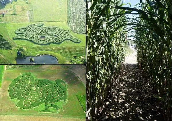 Corn Maze (10)