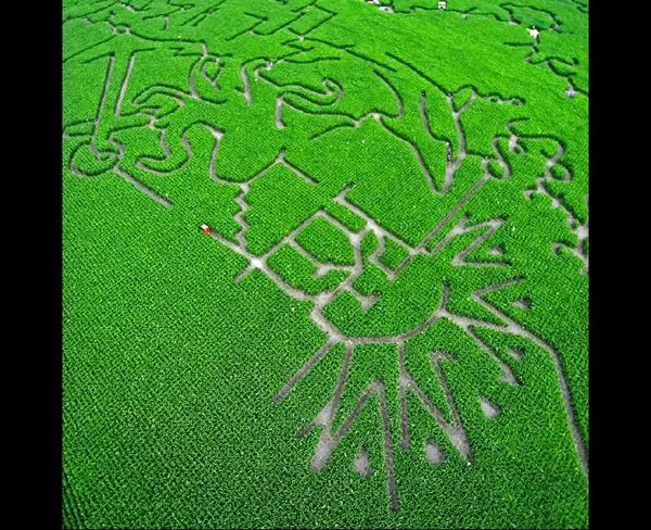 Corn Maze (26)