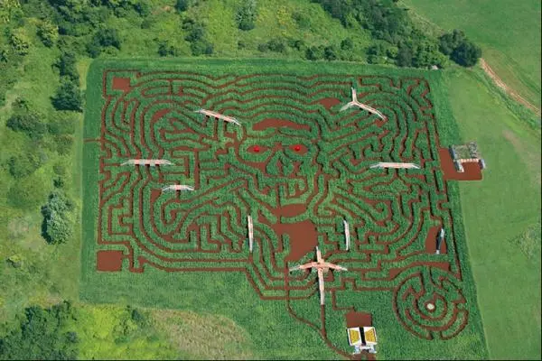 Corn Maze (7)