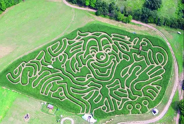 Corn Maze (9)