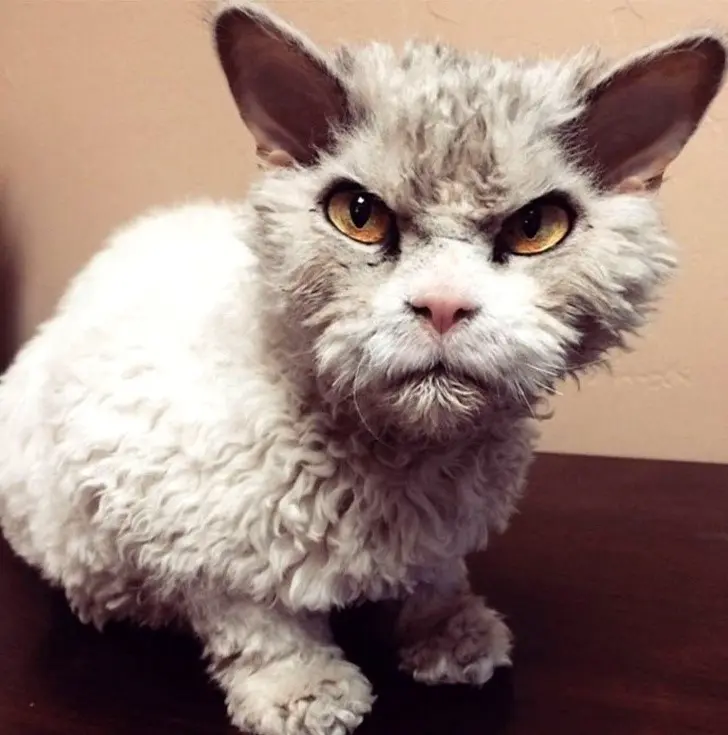 Curly Fur Cat