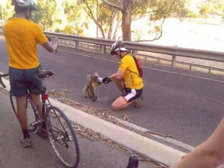 Cyclists give water to koala