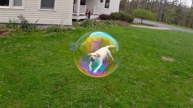 Dog Trapped in a Bubble