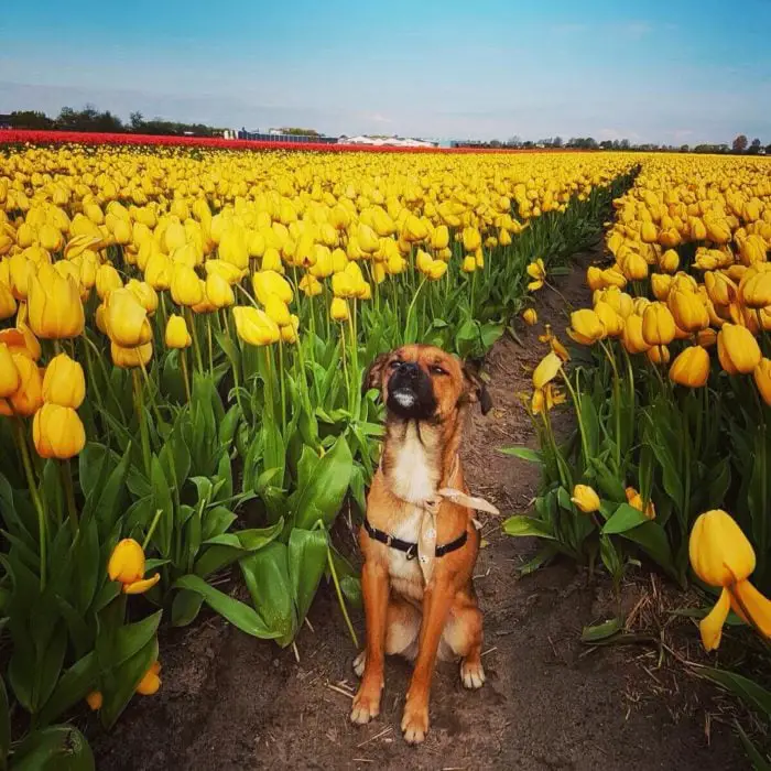 Dog in a field of yellow flowers