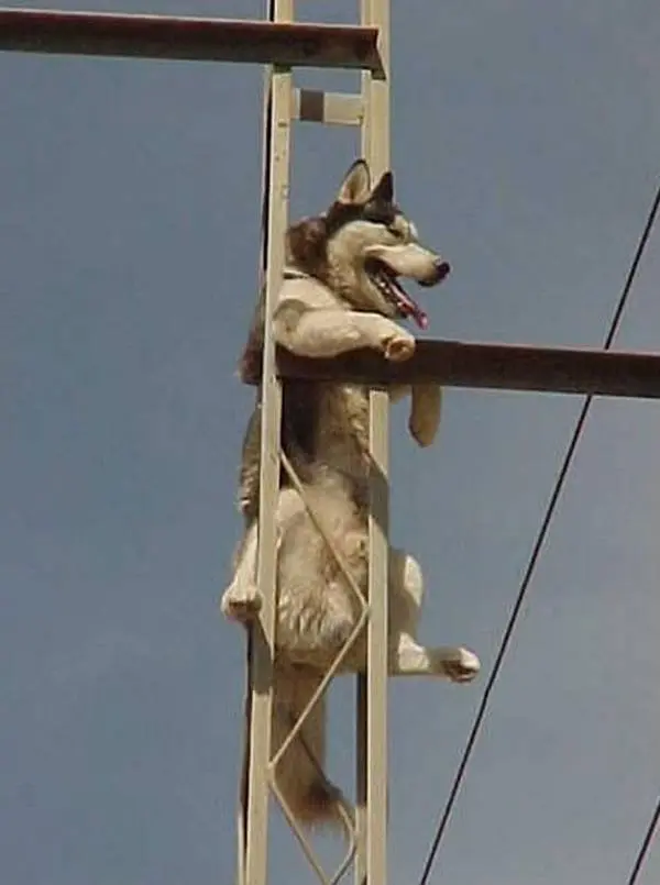 Dog stuck in a pole (5)