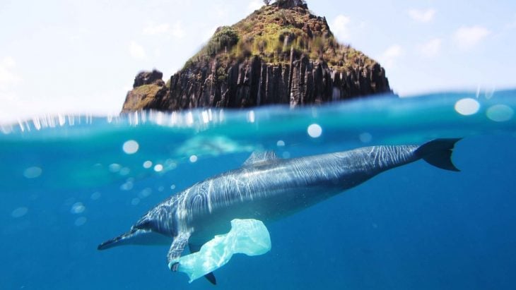 Dolphin with a trash bag 