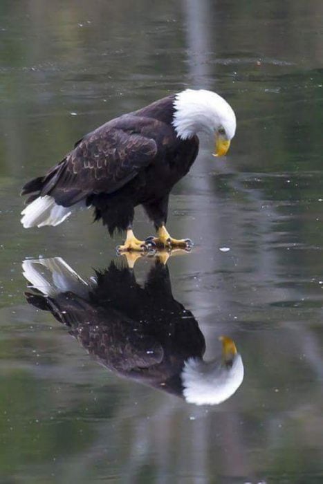 Eagle reflection on ice