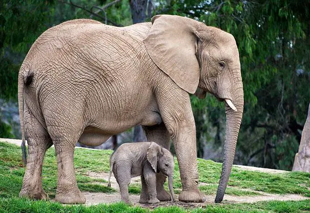 Elephants Mother and Child