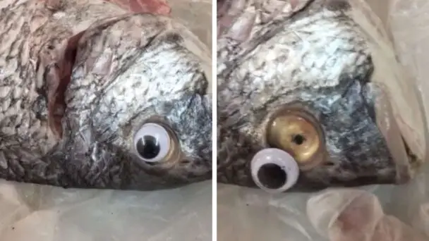 False Eyes On The Fish To Sell Them As If They Were Fresh