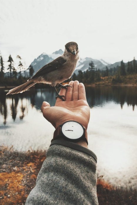 Hand with Bird 