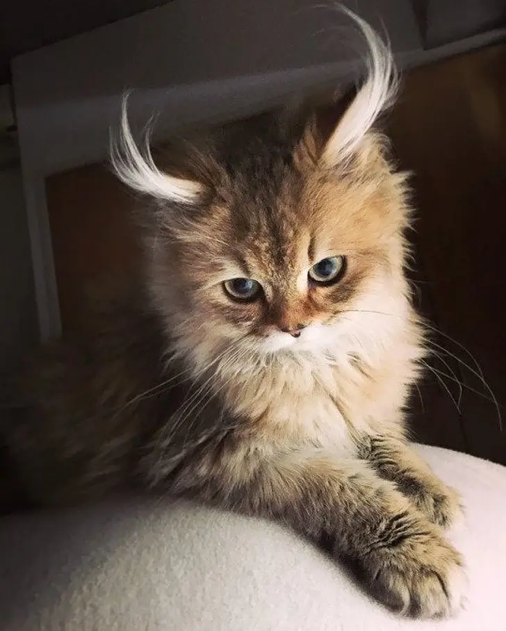 Horned Cat